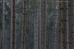 Wald