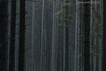 Wald