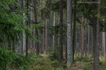 Wald