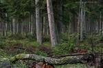 Wald