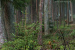 Wald