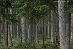 Wald