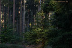 Wald