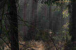 Wald