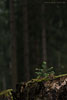 Wald