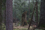Wald
