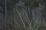 Wald
