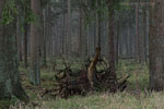 Wald