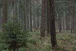Wald