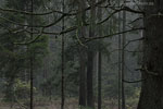 Wald