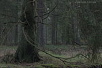 Wald