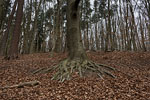 Wald