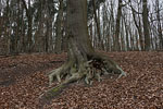 Wald