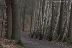 Wald