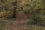 Wald