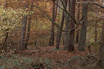 Wald