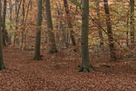 Wald
