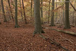 Wald