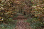 Wald
