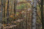 Wald