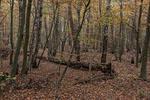 Wald