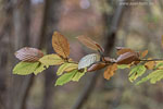 Wald