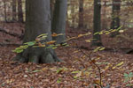 Wald