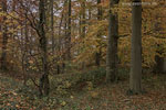 Wald
