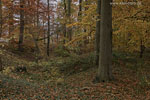 Wald