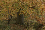 Wald