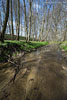 Wald