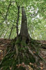 Wald