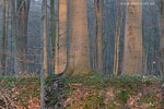 Wald