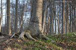 Wald
