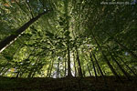 Wald