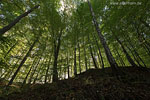 Wald