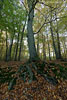 Wald