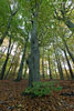 Wald