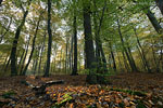 Wald