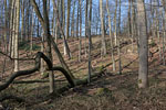 Wald