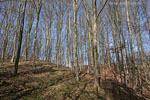 Wald