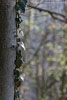 Wald