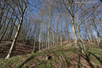 Wald