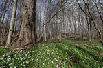 Wald