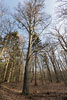Wald