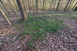 Wald