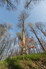 Wald