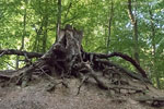 Wald