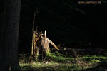 Wald