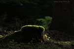 Wald